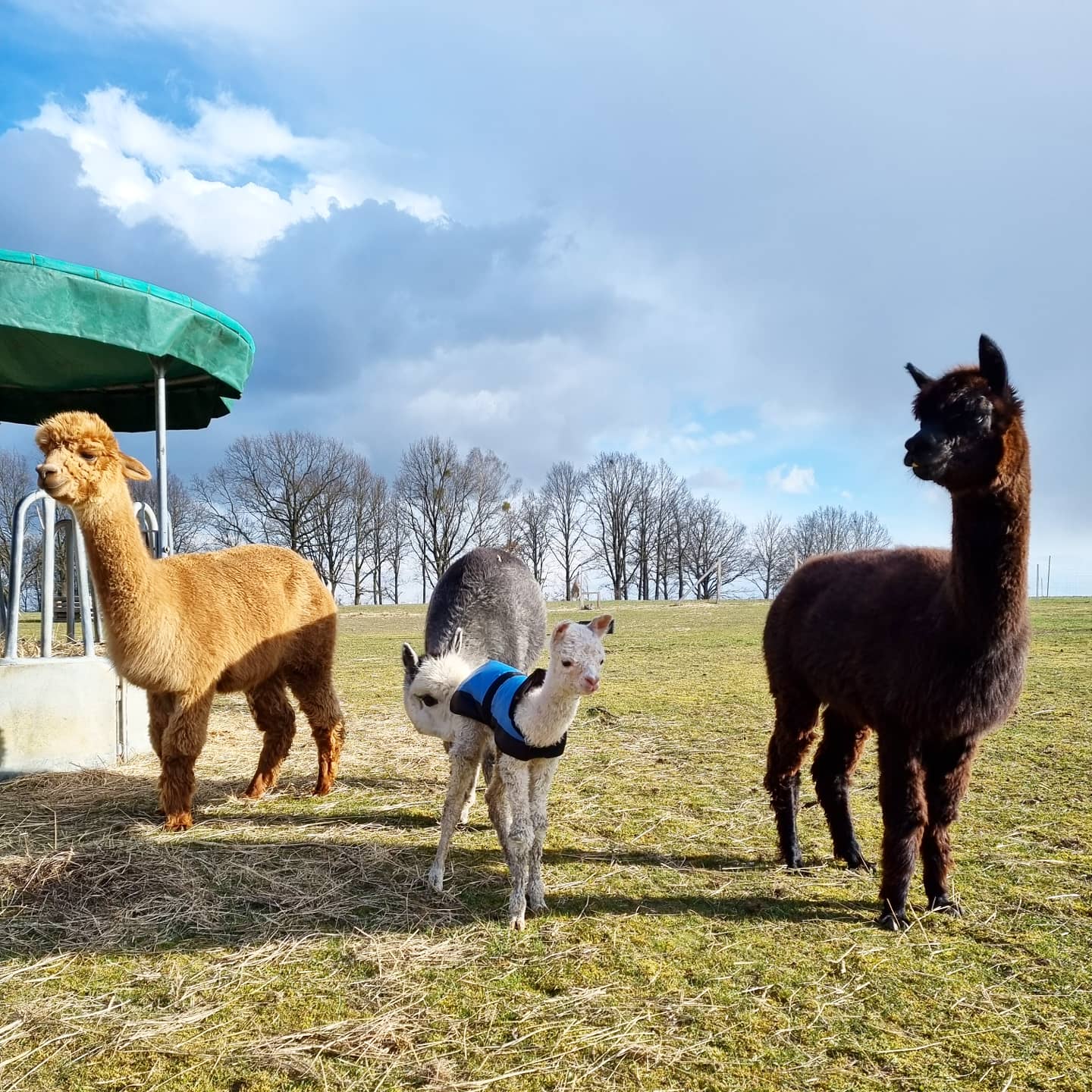 Picknick mit Alpakas in Brandenburg