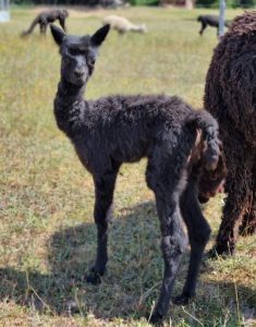 TAT Alizée – Young Star