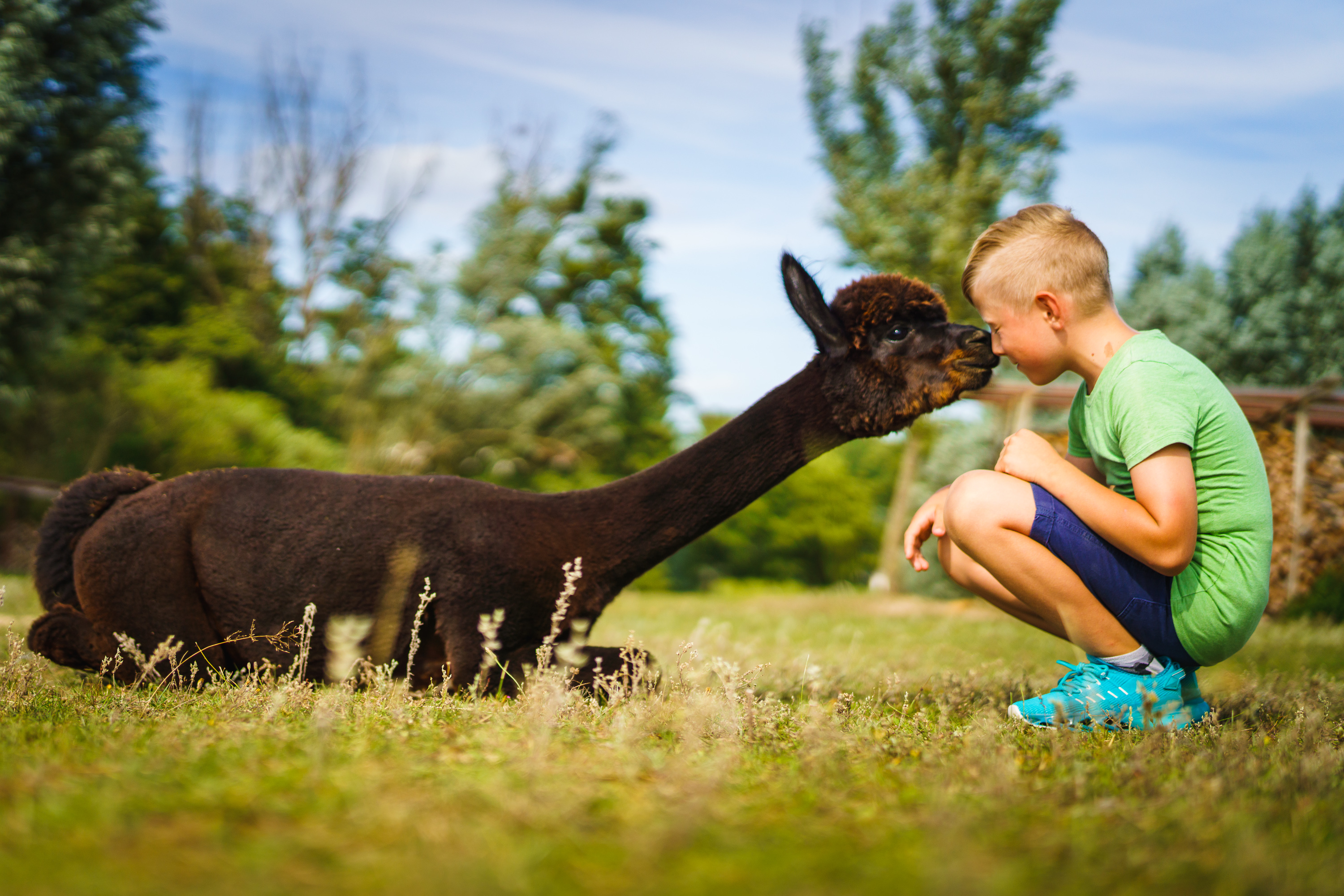 Meet & Greet mit Alpakas in Brandenburg