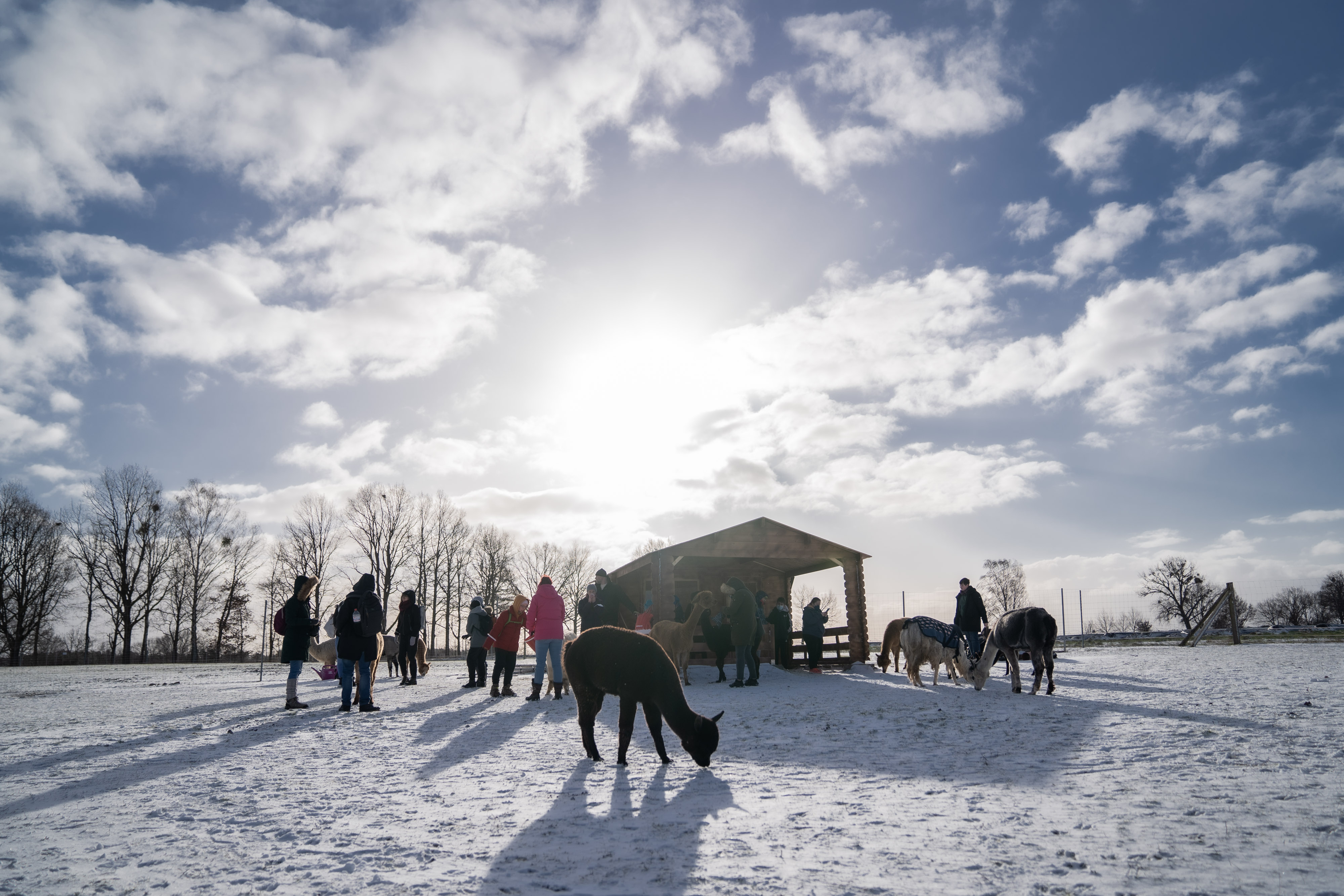 Winter Date mit Alpakas in Brandenburg