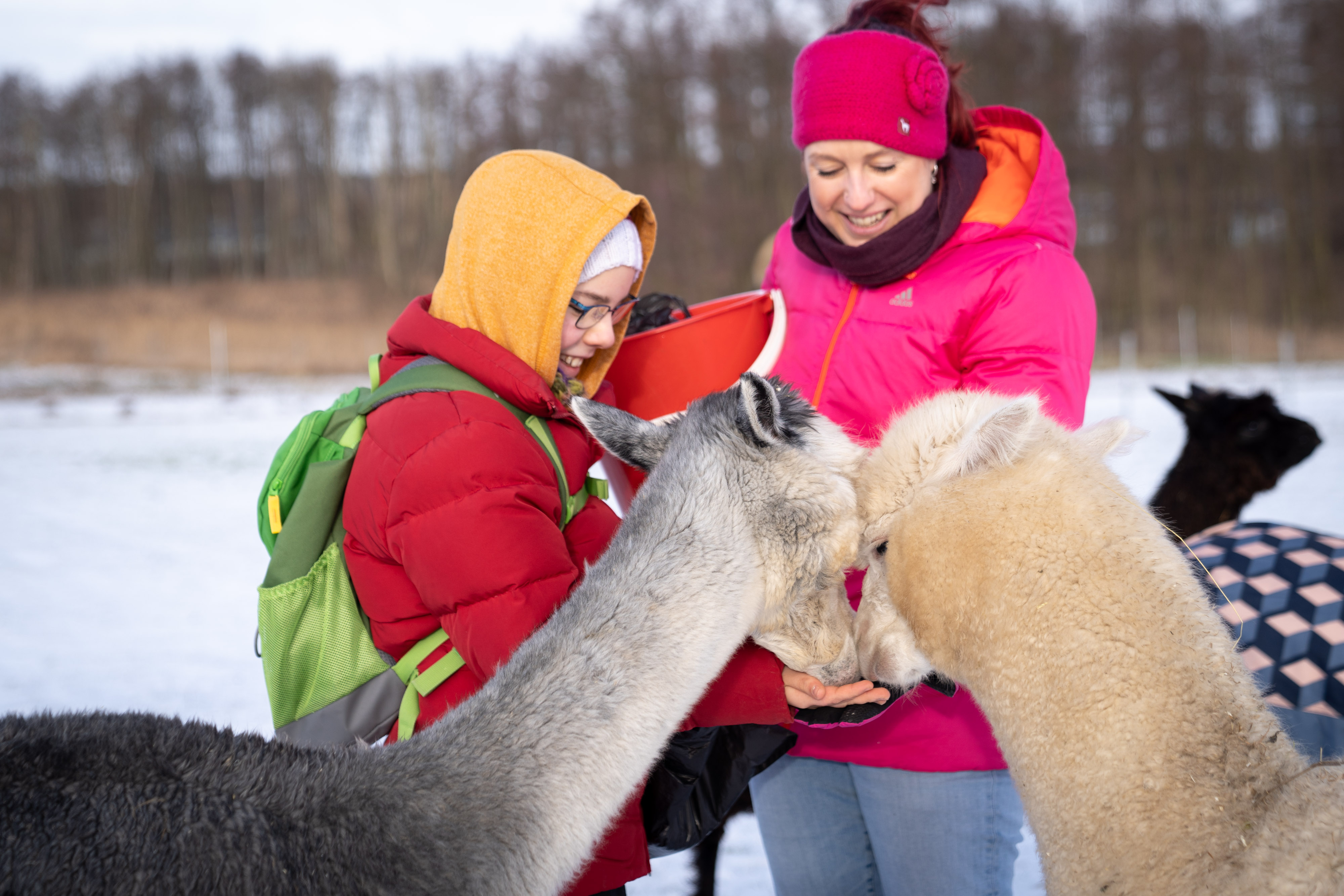 Schulklasse bei Tiny Alpaca Town – pädagogisches Alpaka-Projekt