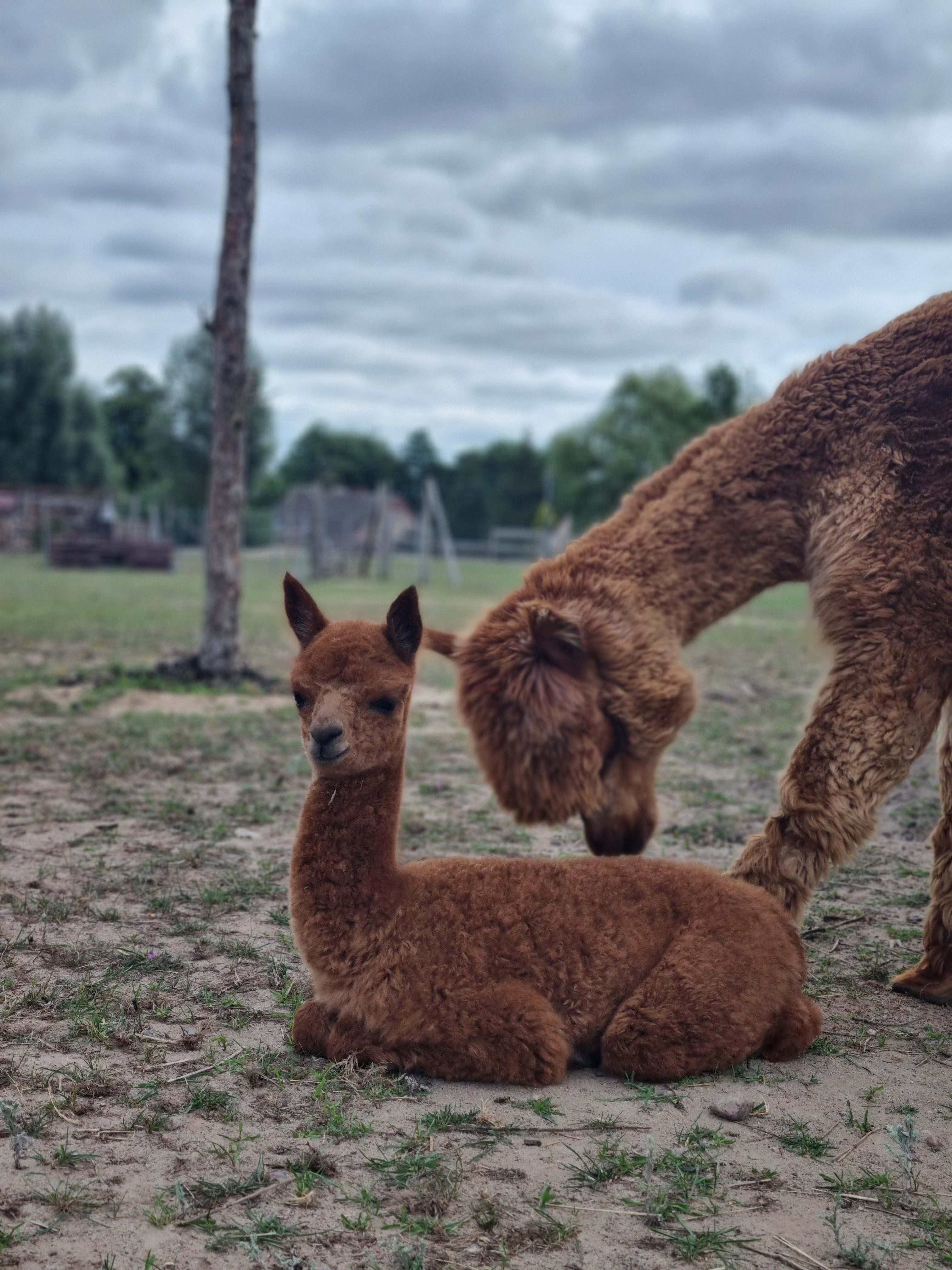 Alpaka Meet & Greet – Tiny Alpaca Town