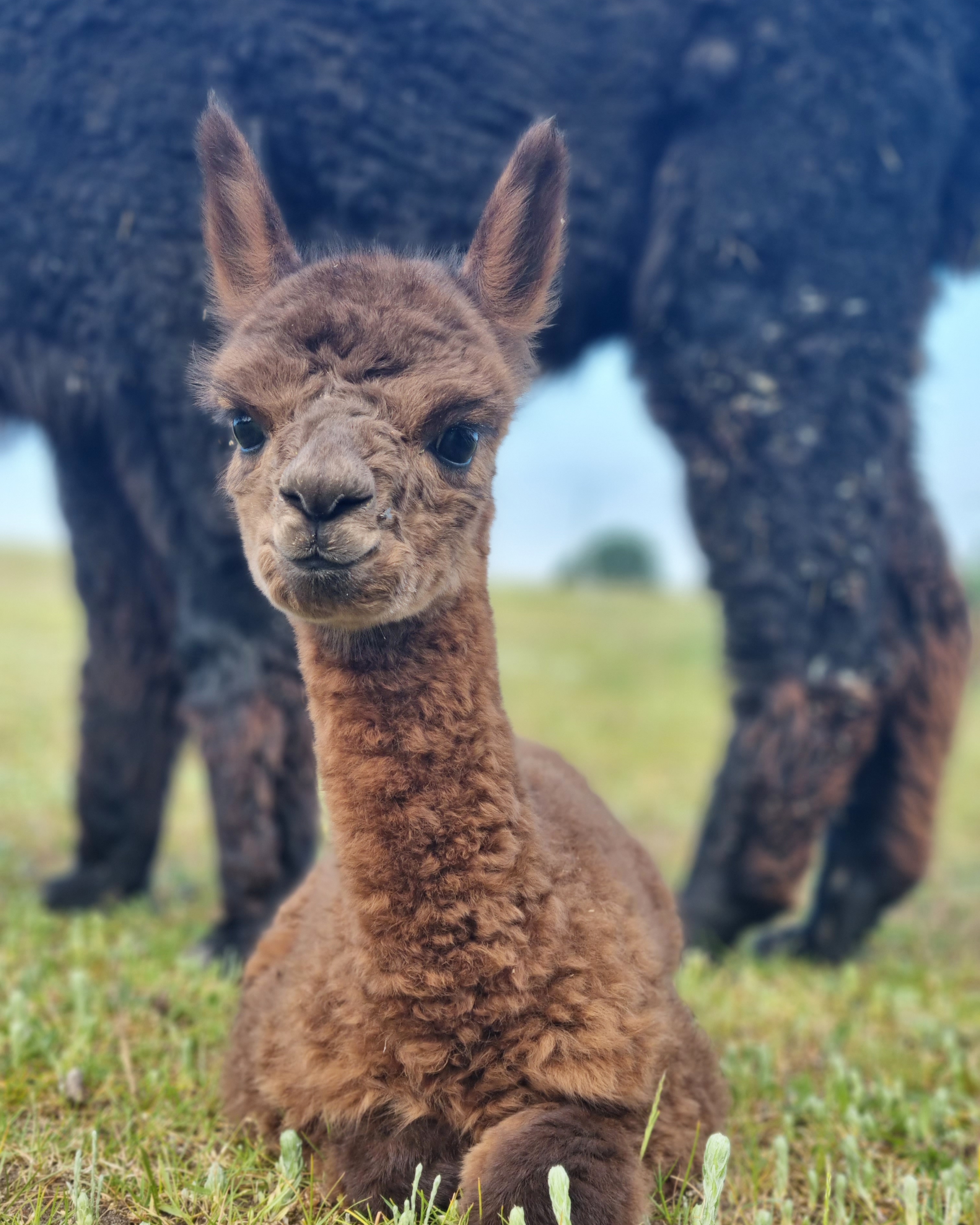 Alpaka