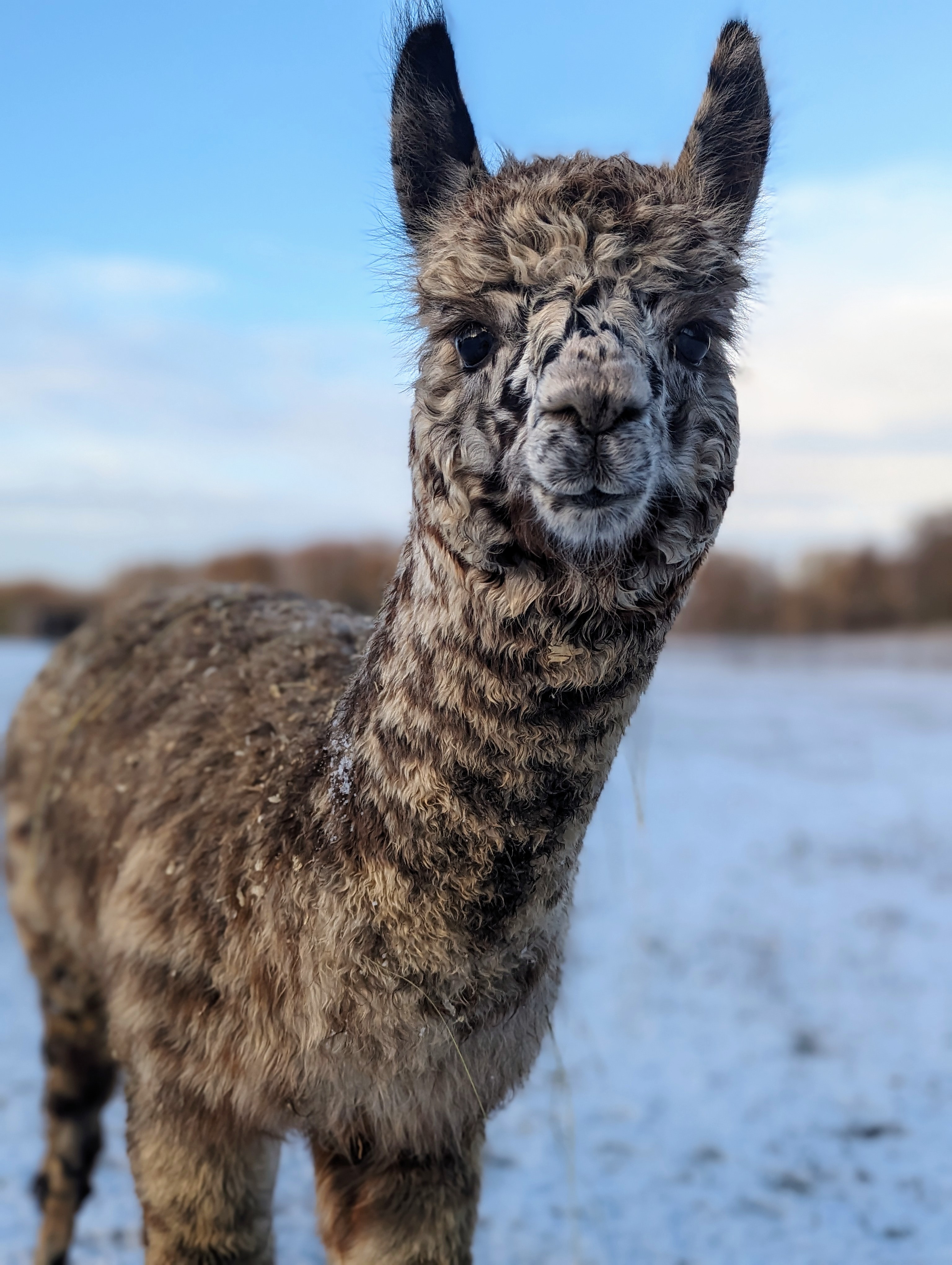 Winterliche Alpaka-Momente – Tiny Alpaca Town