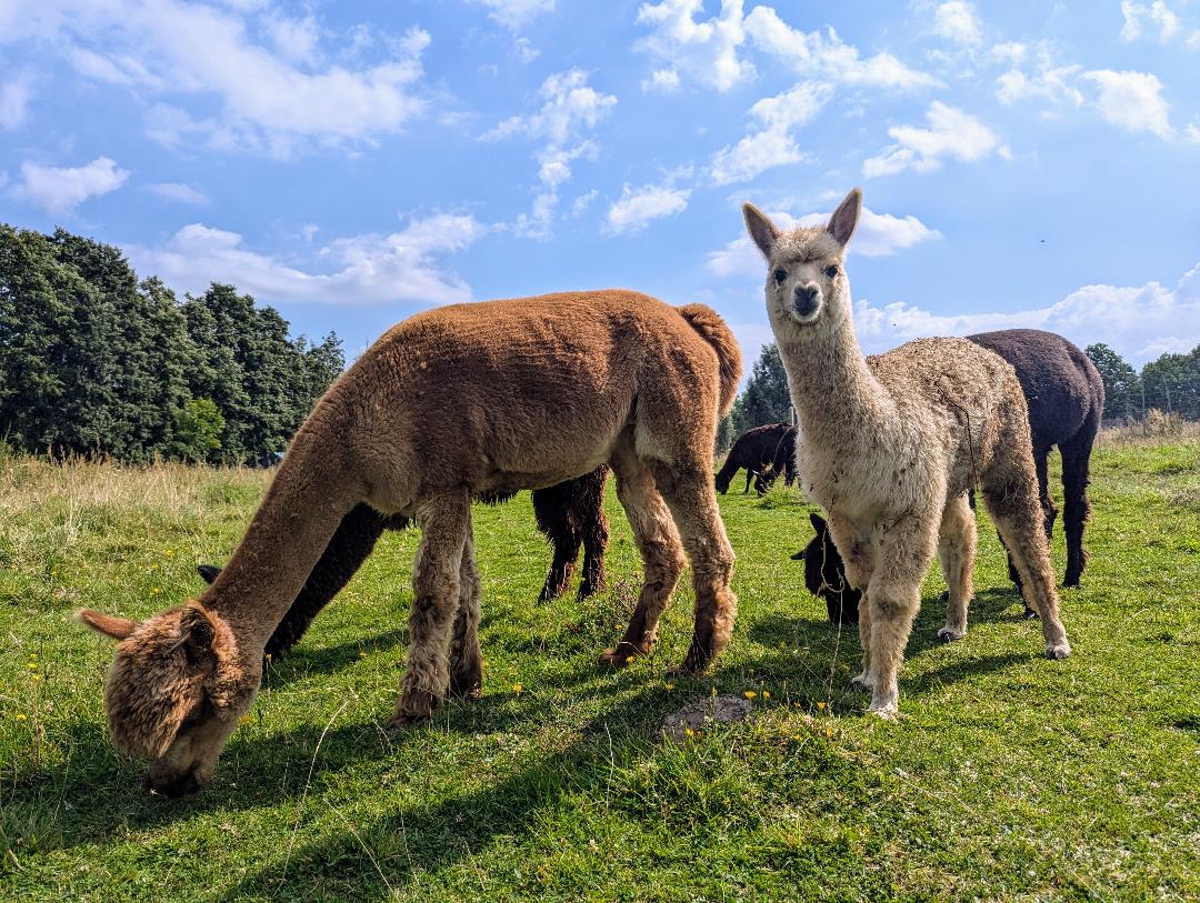 Alpaka Erlebnis – Tiny Alpaca Town