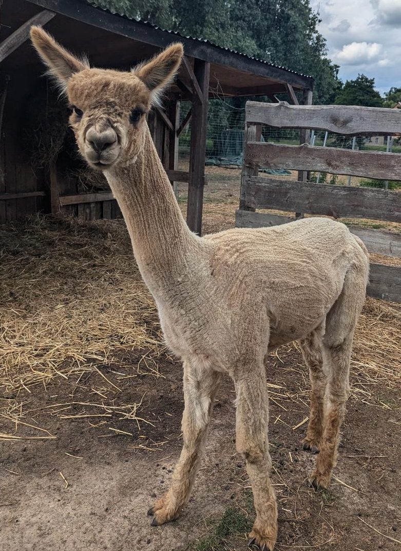 SMG Tsunamis Marvin – Alpaka Zucht Tiny Alpaca Town