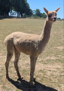 Alpaka-Farm-Berlin-Brandenburg