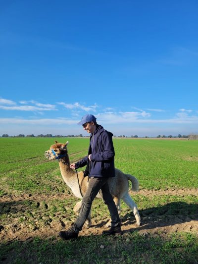 alpaka-wanderung-berlin