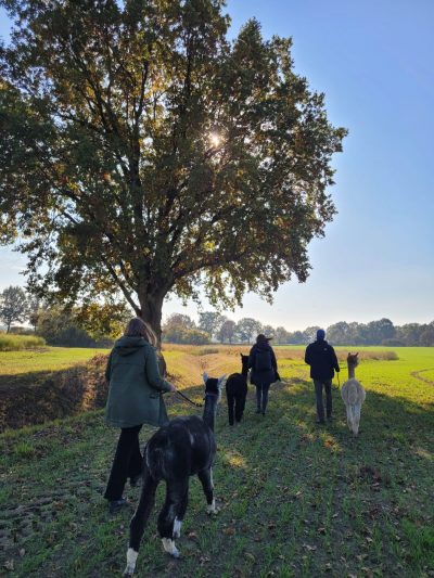 alpaka-wanderung-brandenburg