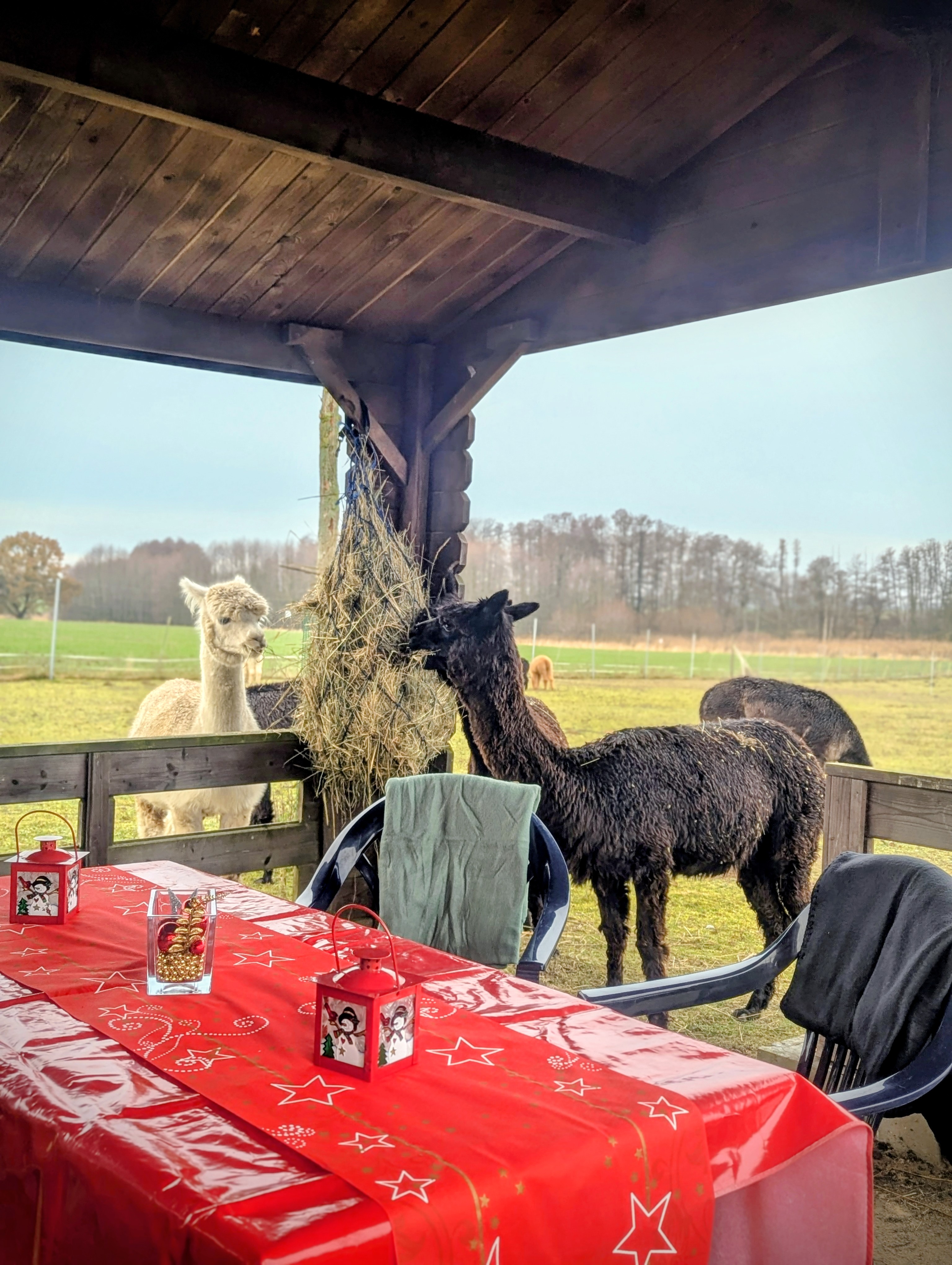 Alpaka Erlebnis – Tiny Alpaca Town