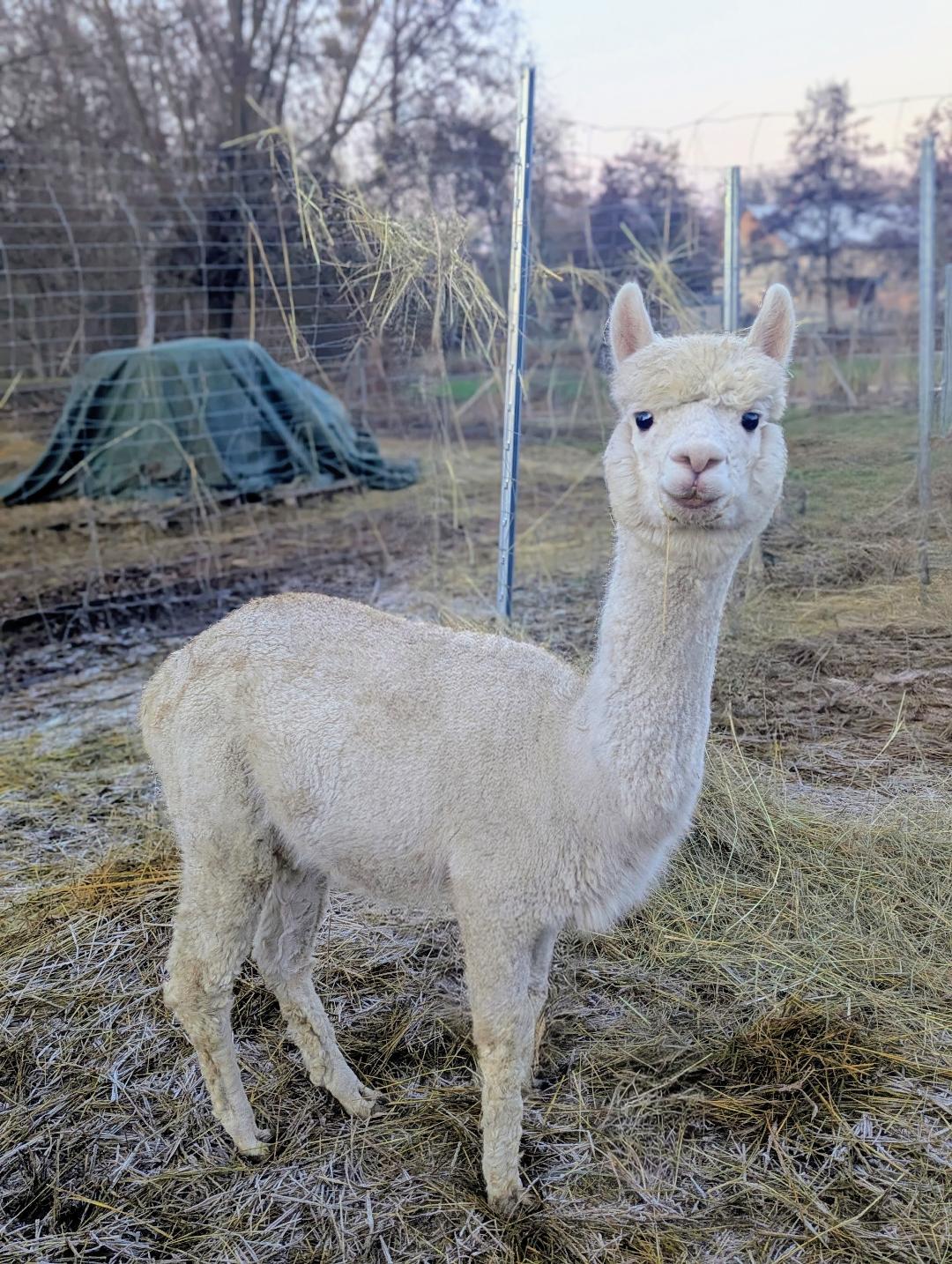 TAT Coconut Deckhengst