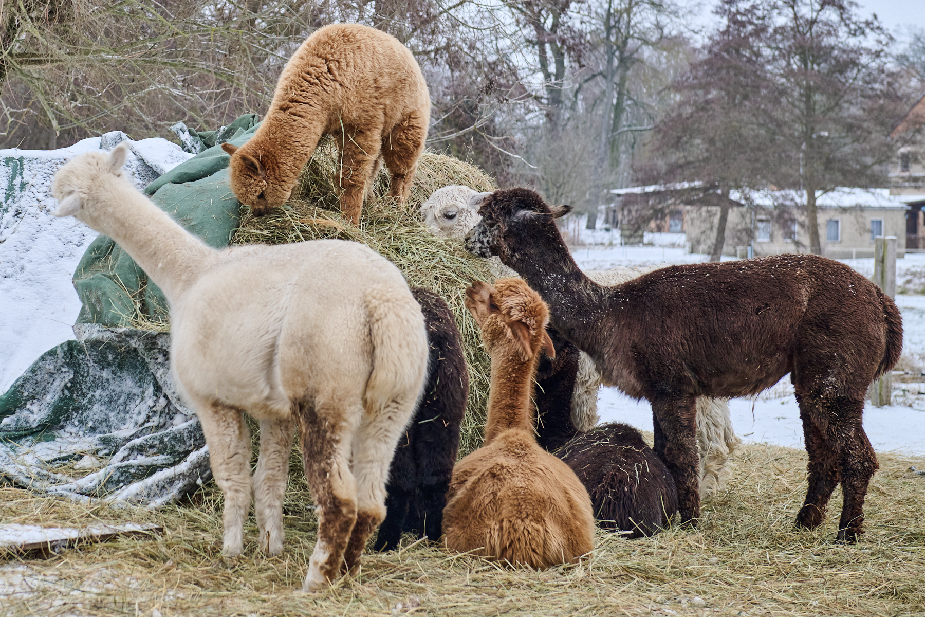 Alpaka Erlebnis – Tiny Alpaca Town