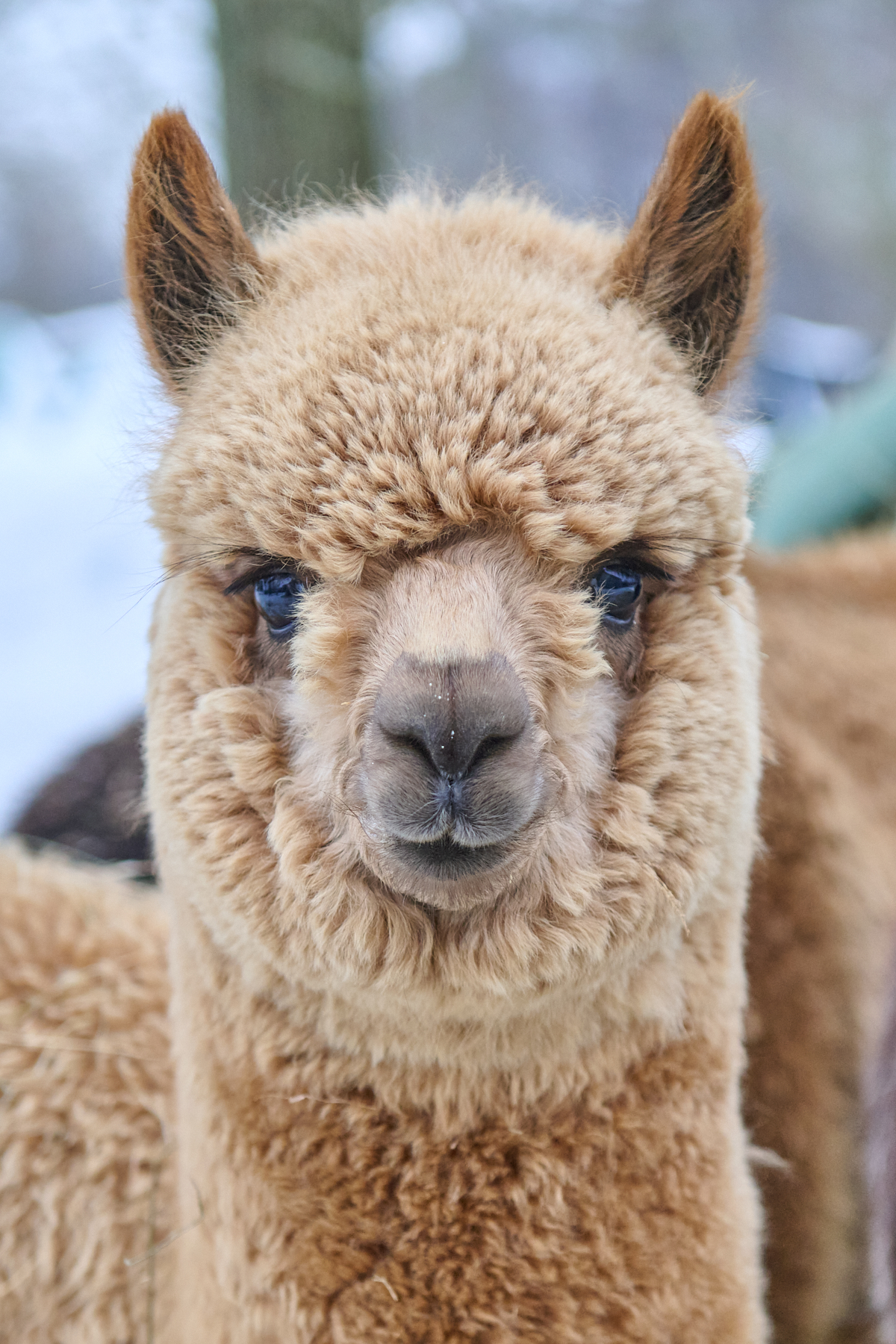 Alpaka Porträt – Tiny Alpaca Town