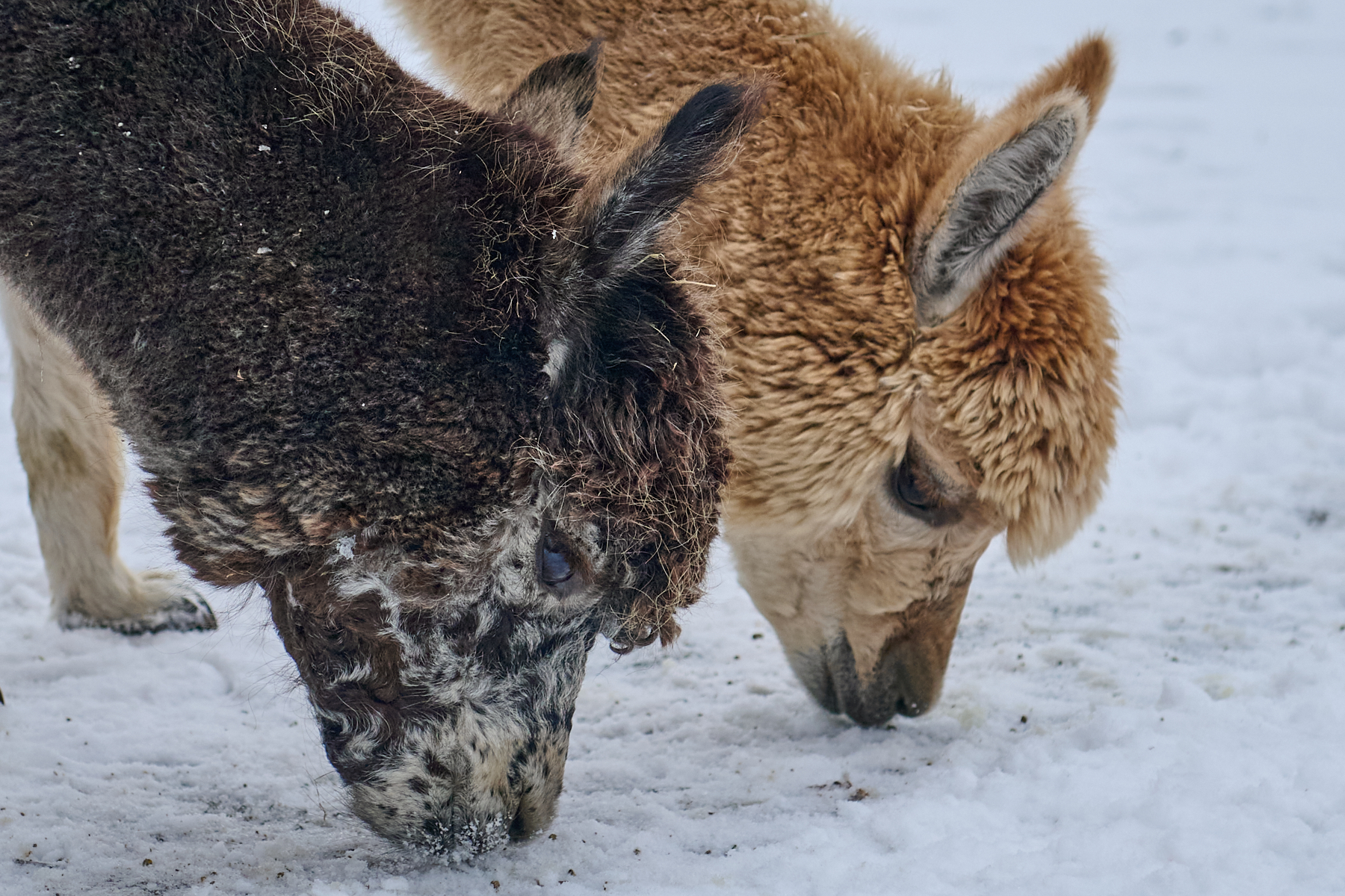 Tierfotografie - Fotoshooting mit Alpakas – Tiny Alpaca Town