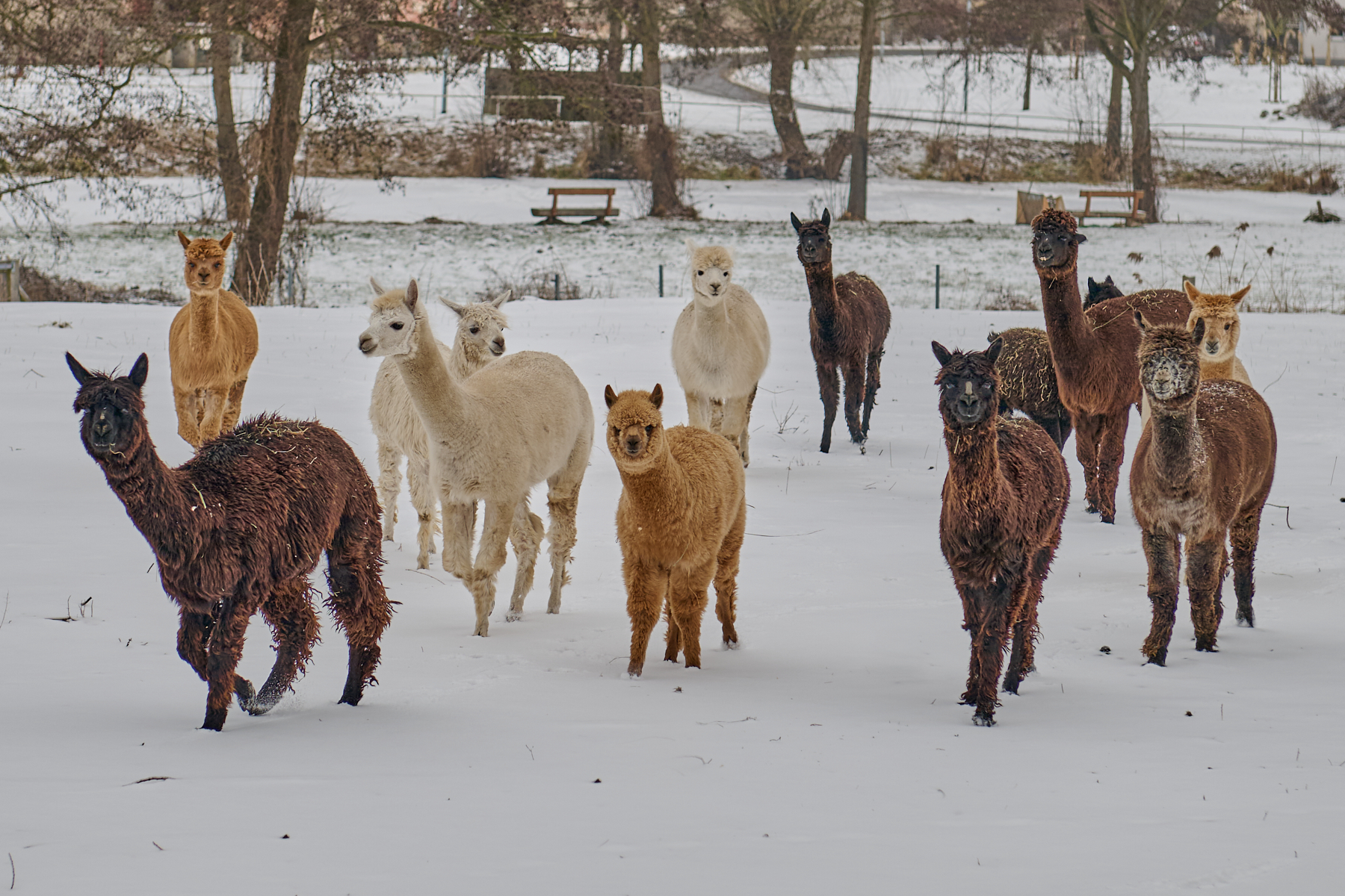 Alpaka Meet & Greet – Tiny Alpaca Town