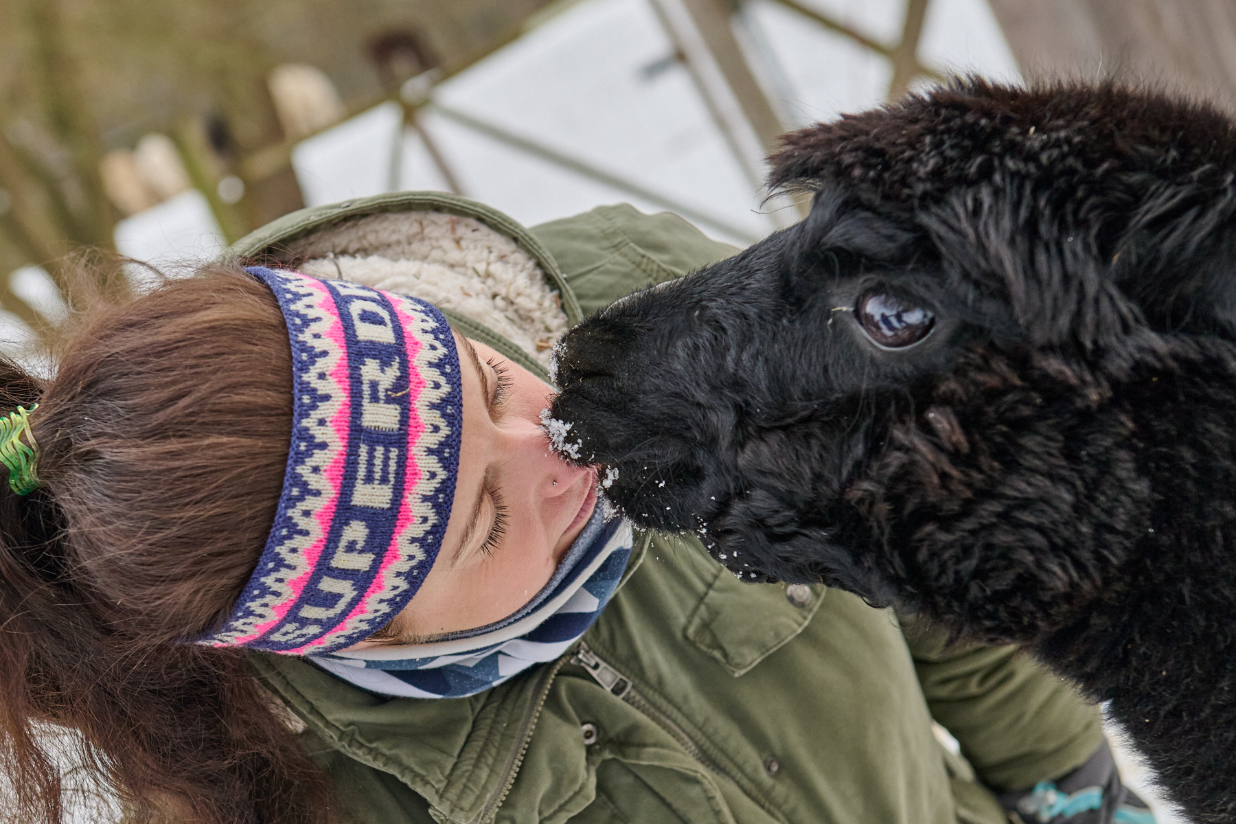Künstlerisches Fotoshooting mit Alpakas – Tiny Alpaca Town