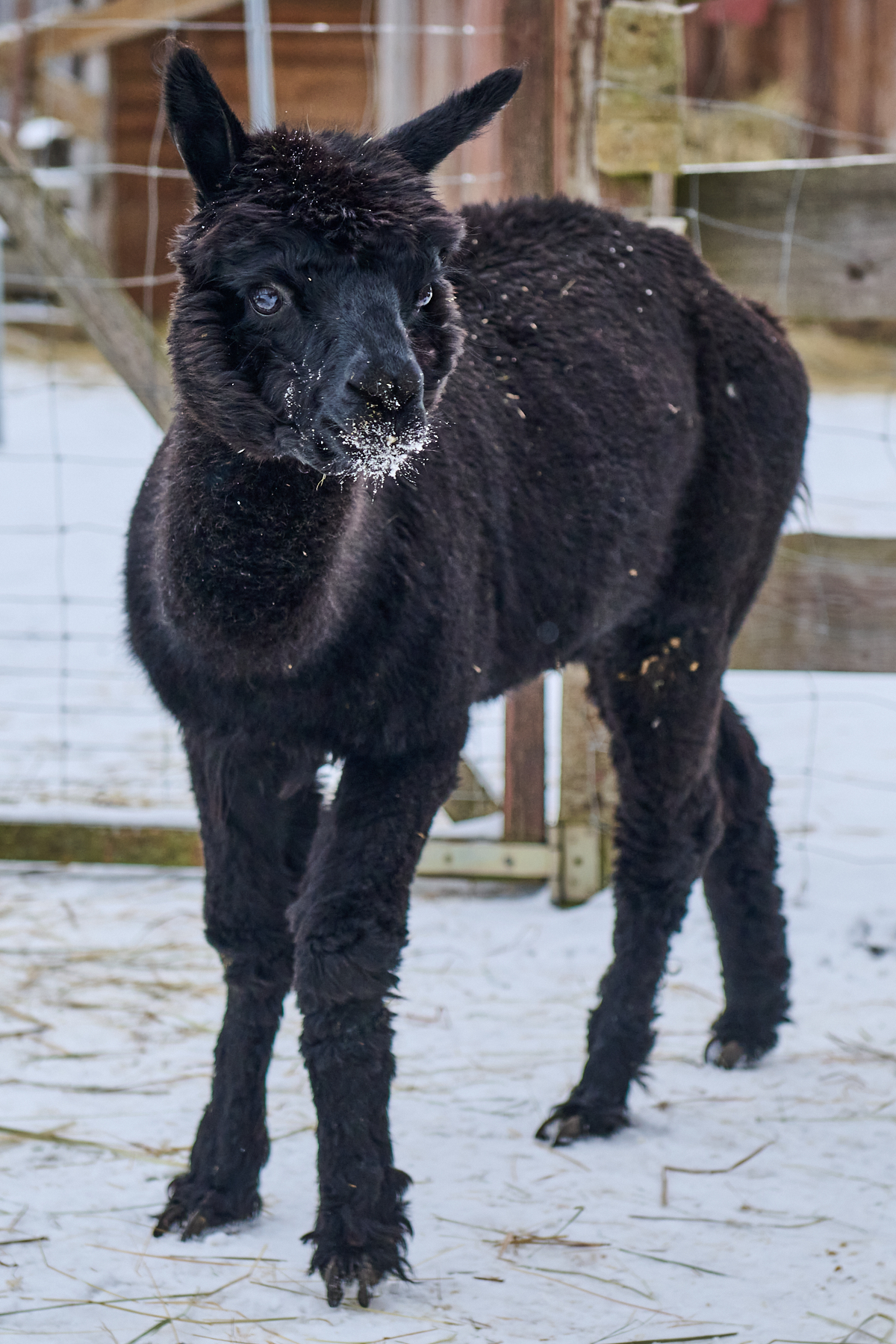 Professionelles Alpaka Fotoshooting mit Steffen Hartz Fotografie in Tiny Alpaca Town